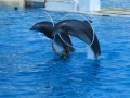 Marineland 054 * 640 x 480 * (80KB)